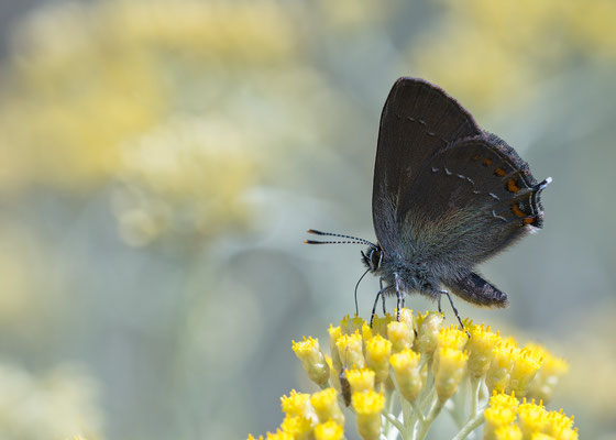 Satyrium ilicis - Kroatien, Cres, Martinscica 6/2017 (Brauner Eichen-Zipfelfalter)
