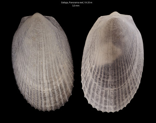 Limatula spec. 1 - Egypt, Safaga, Panorama reef, 18-20 m 10/2015 (Limidae)