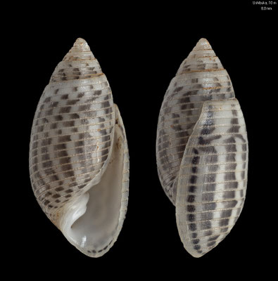 Pupa strigosa - Japan, Kumamoto Pref., Ushibuka, 10 m 8/2011
