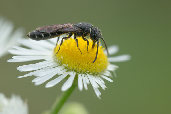 Sapygina decemguttata - Zornheim, Garten, Berufskraut 7/2022 (Zehnpunkt-Keulenwespe, Sapygidae)