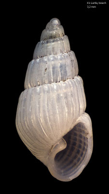 Polemicella piscatorum - Thailand, Ko Lanta, Bakantian Beach 2016