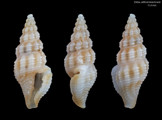 Etrema spurca - UAE, Gulf of Oman, Dibba, artificial beachsand 2/2014