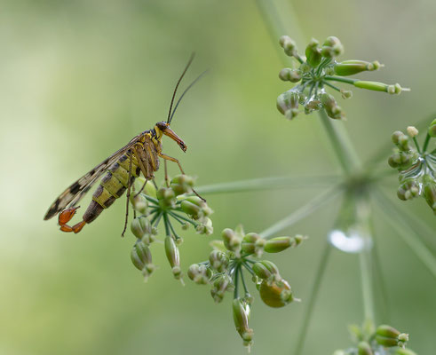 Panorpa communis - Zornheim, Garten 6/2013 (Gemeine Skorpionsfliege)