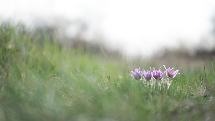 Pulsatilla vulgaris - Wonsheim 3/2017 (Küchenschelle)
