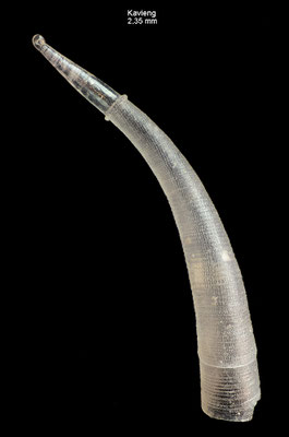 Parastrophia ivani - Papua New Guinea, Kavieng 2012