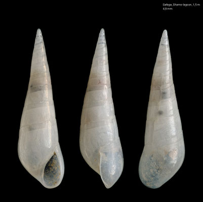 Melanella spec. 8 - Egypt, Safaga, 1,5 m 12/2013 
