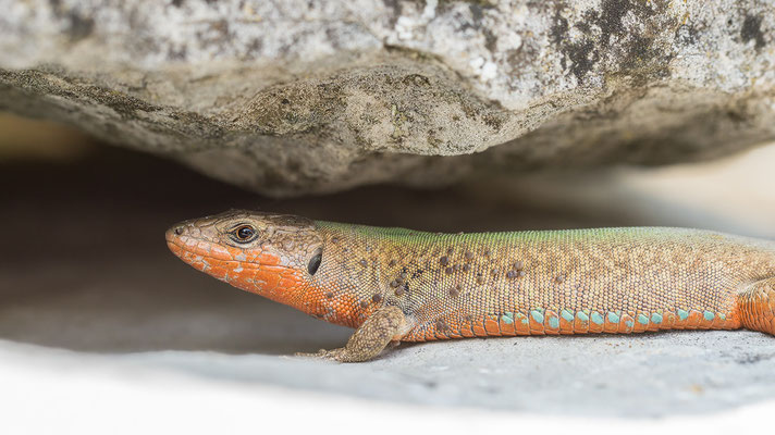 Podarcis melisellensis - Kroatien, Losinj, nahe Osor 6/2014 (Adriatische Mauereidechse)