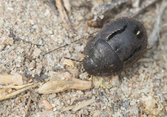 Odontoscelis fuliginosa - Mainz, Düne 8/2015 (Fa. Schildwanzen)
