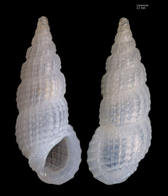 Phosinella seguenziana F - Madagascar, Lavanona 2015