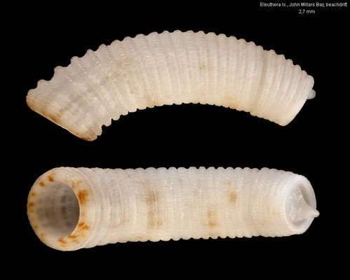 Caecum floridanum - Bahamas, Eleuthera Is., John Millars Bay, beachdrift 4/2022