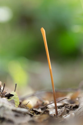 Macrothyphula fistulosa - Ober-Olmer Wald 10/2019 (Röhrige Keule)