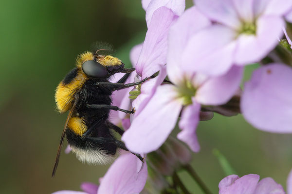 Volucella bombylans - Zornheim, Garten, an Nachtviole 6/2021 (Hummel-Waldschwebfliege)