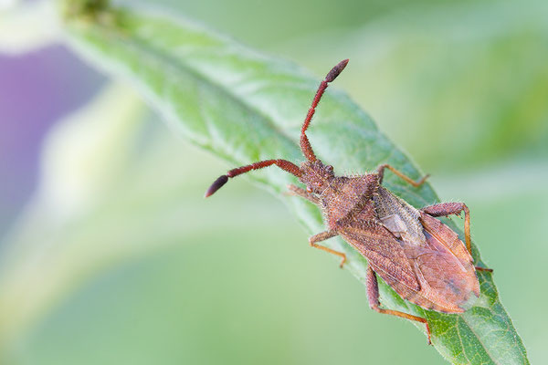 Coriomeris denticulatus - Zornheim, Garten 6/2016