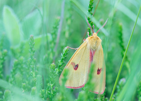 Diacrisia sannio - Siefersheim, Höll-Martinsberg, Wäldchen 5/2016 (Rotrandbär)