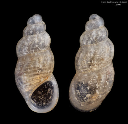 Onoba candidissima - New Zealand, Spirits Bay, beach 12/2012