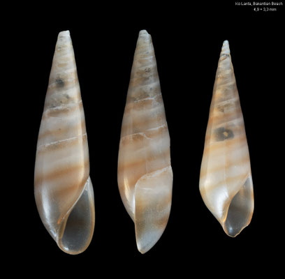 Eulima cf. bifascialis - Thailand, Andaman Sea, Ko Lanta, Bakantian Beach 7/2016