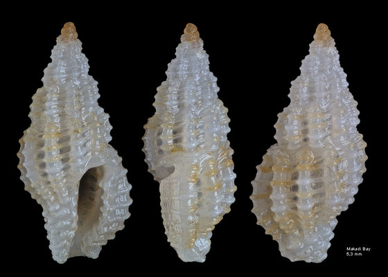 Kermia spec. 4 - Egypt, Makadi Bay 5/2001 