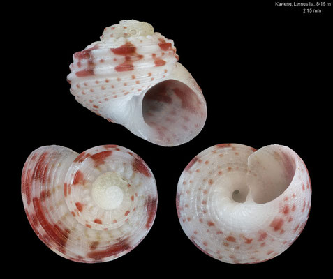 Collonista maestratii - PNG, off Kavieng, Lemus Is., 8-19 m 12/2012