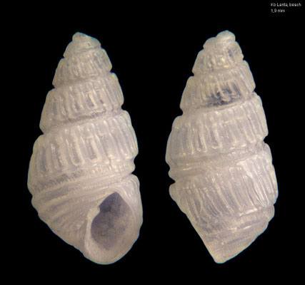 Babella spec. 2 - Thailand, Ko Lanta, Bakantian Beach 2016