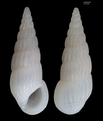 Rissoina subconcinna - Madagascar, Lavanona 2015