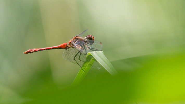 Sympetrum sanguineum - Schaafheim, Waldrand, Biotop am "Schlangenfluss" 7/2018 (Blutrote Heidelibelle)