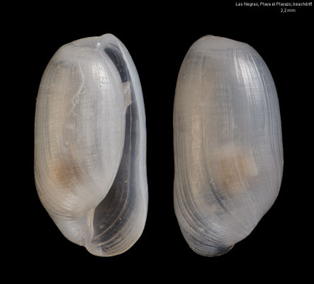Retusa umbilicata - Spain, Las Negras, Playa el Playazo, beachdrift 5/2000