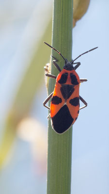 Tropidothorax leucopterus - Kroatien, Cres, Miholascica, an Ginster 6/2017 (Schwalbenwurzwanze)