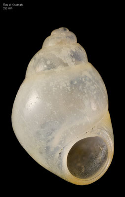 Stenothyra arabica -  UAE, Ras al Khaimah 11/2016 (Stenothyridae)