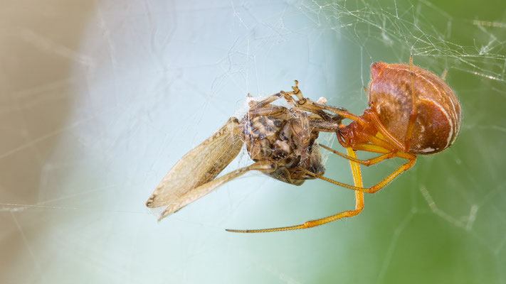 Parasteatoda lunata - Kroatien, Cres, Martinscica, Camp Slatina 5/2017 (Fam. Kugelspinnen)