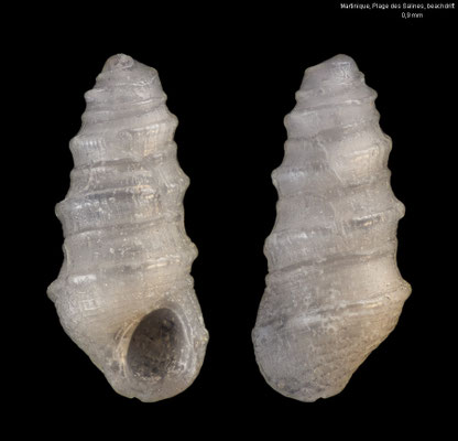 Barleeia spec. 1 (family?) - Martinique, Plage des Salines 9/2025