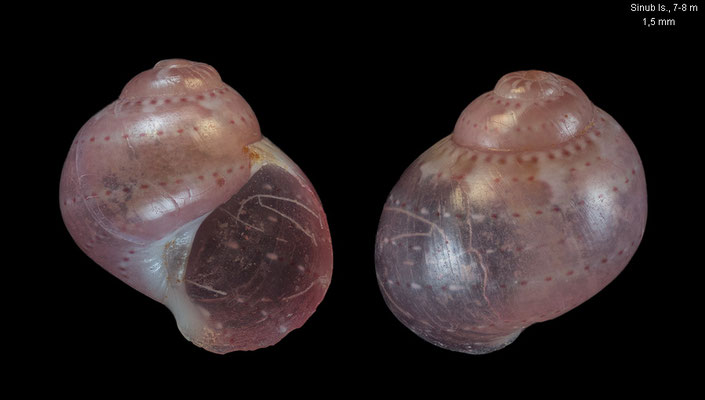 Gabrielona spec. 1 - Papua New Guinea, Madang, Sinub Island 7-8 m 12/2012