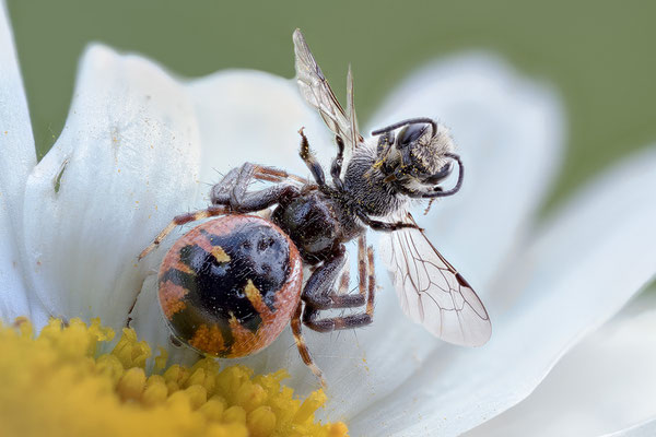 Synaema globosum - Zornheim, Garten 5/2022 (Südliche Glanzspinne)