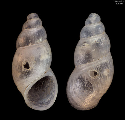 Manzonia heroensis - Canary Isl., el Hierro, 42 m 7/2000
