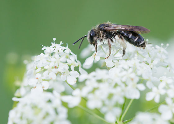 Andrena proxima - Zornheim, Garten 5/2016 (Frühe Doldensandbiene)