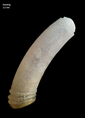 Caecum neocaledonicum - Papua New Guinea, Kavieng 2012