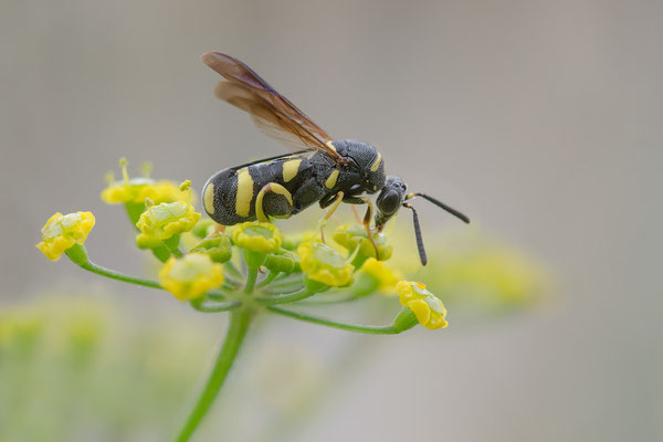 Leucospis dorsigera  - Zornheim, Garten, an Pastinak 7/2023 (Fam. Erzwespen)