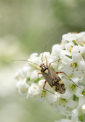 Rhabdomiris striatellus - Feilbingert, Lemberg 5/2016 (Eichen-Schmuckwanze)