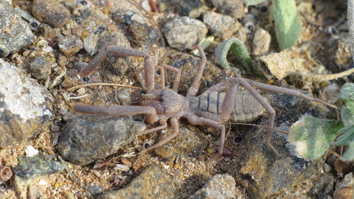 Karschia species - VAE, Dibba 2/2014 (Walzenspinne)