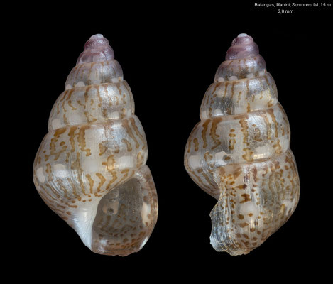 Haurakia marmorata - Philippines, Batangas, Mabini, Sombrero Isl., 15 m 6/2023