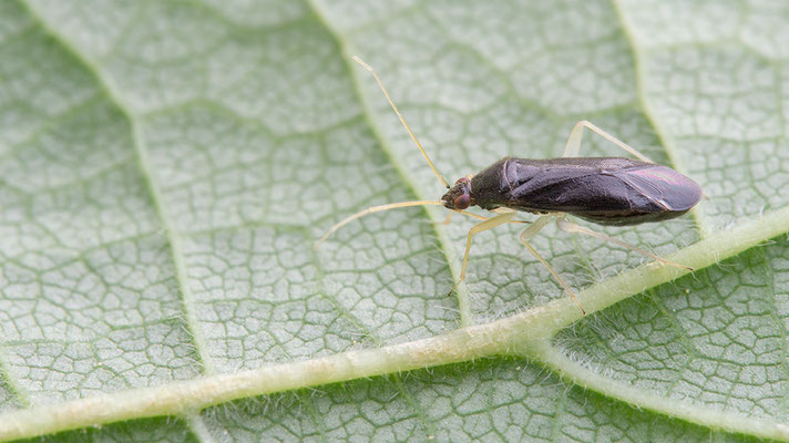 Phylus coryli - Zornheim, Garten, Hasel 6/2016
