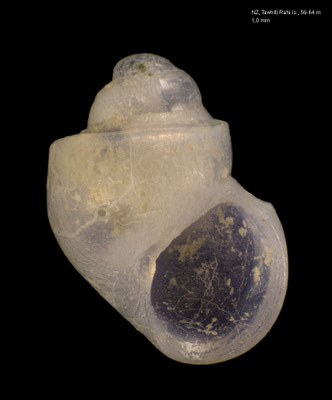 Powellisetia subgradata - New Zealand, Poor Knights Islands, Tawhiti Rahi Is., 56-64 m 9/2001