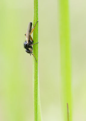 Beris cf. chalybata - Oppenheim, Rheindamm, Feuchtwiese 4/2015 (Frühe Schmalwaffenfliege?)