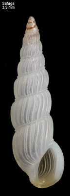 Pyramidelloides angustus - Safaga, 21 m 2015