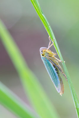 Cicadella viridis - Zornheim, Teichgebiet 8/2015 (Binsenschmuckzikade)