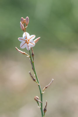 Asphodelus fistulosus - Spanien, l´Escala, Parc Natural del Montgri 6/2019 (Röhriger Affodill)
