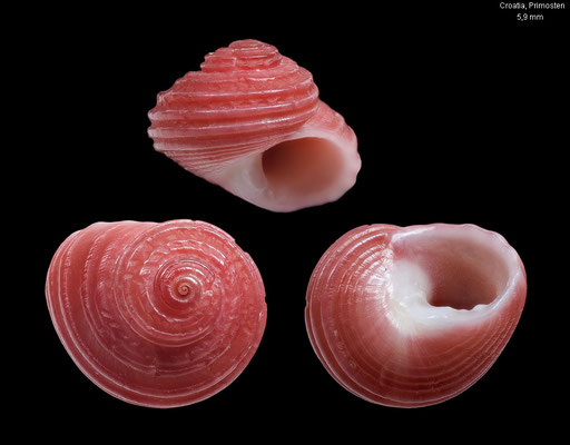 Homalopoma sanguineum - Croatia, Primosten, ca. 2006