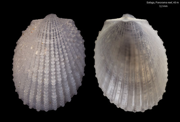 Limea spec. 1 - Egypt, Safaga, Panorama reef, 40 m 10/2015 (Limidae)