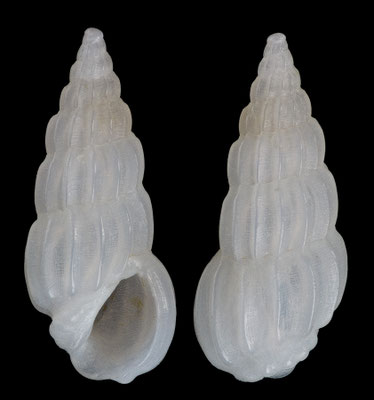 Rissoina duclosi - Madagascar, Lavanona 2015
