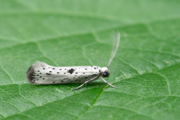 Yponomeuta plumbella - Ober-Olmer Wald, Wegrand nach Lichtung 7/2021 (Faulbaum-Gespinstmotte)