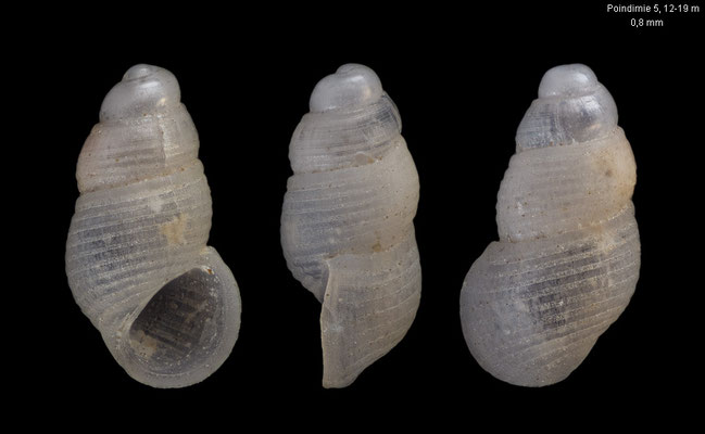 Barleeia spec. 9 - New Caledonia, off Poindimiè, 12-19 m 11/2019